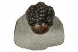 Bargain Austerops & Morocops Trilobite Fossils - 2 to 3" - Photo 6